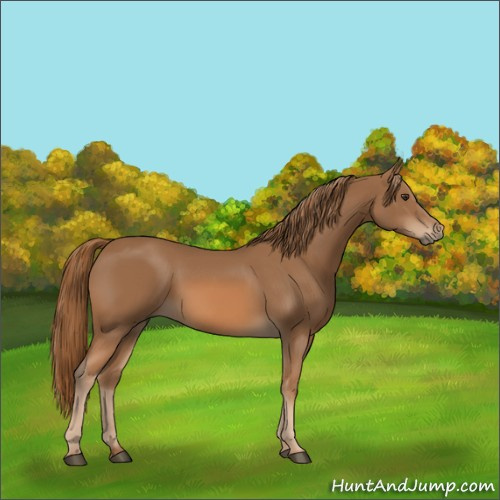 Horse Color:Chestnut 