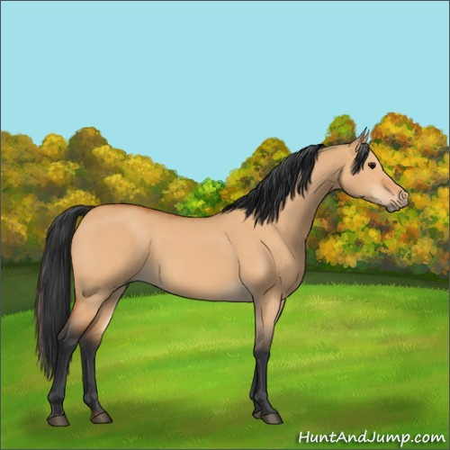 Horse Color:Bay Dun