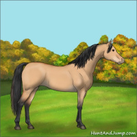 Horse Color:Bay Dun