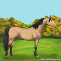 Horse Color:Bay Dun Splash 