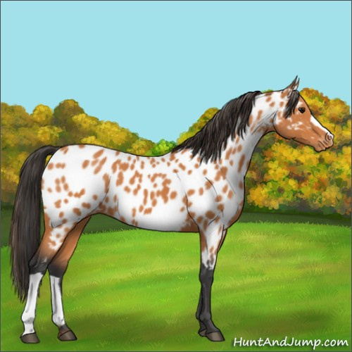 Horse Color:Bay Appaloosa
