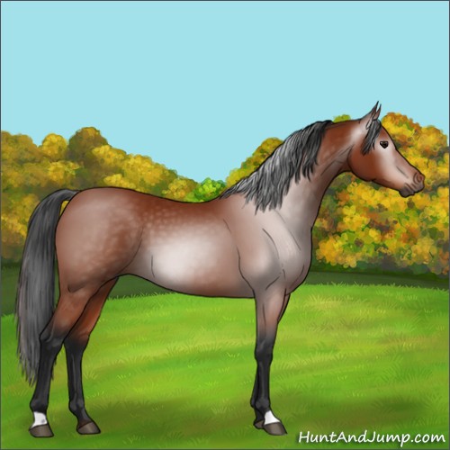 Horse Color:Gray Bay 