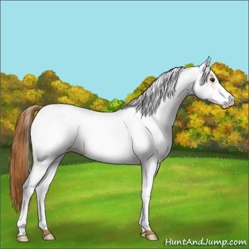 Horse Color:White Spotted Chestnut 