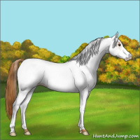 Horse Color:White Spotted Chestnut