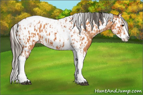 Horse Color:Bay Splash Tobiano Appaloosa  and Silver Bay Splash Tobiano Appaloosa 