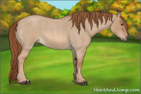 Horse Color:Red Dun Roan