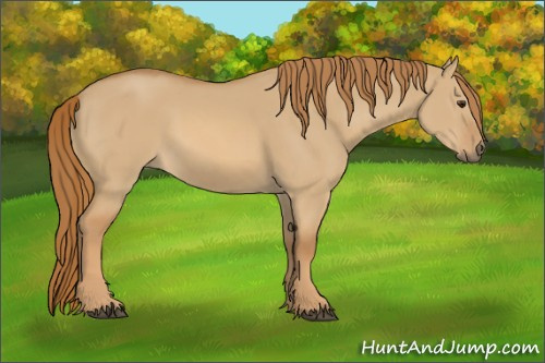Horse Color:Red Dun 