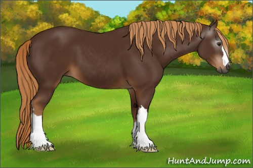 Horse Color:Gray Chestnut