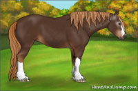 Horse Color:Gray Chestnut 