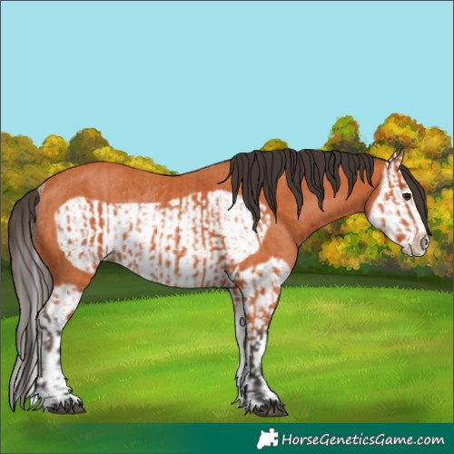 Horse Color:Bay Splash Frame  and Bay Splash Frame Rabicano 