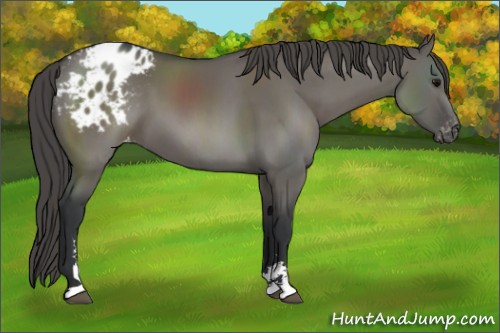Horse Color:Grullo Sabino Appaloosa 