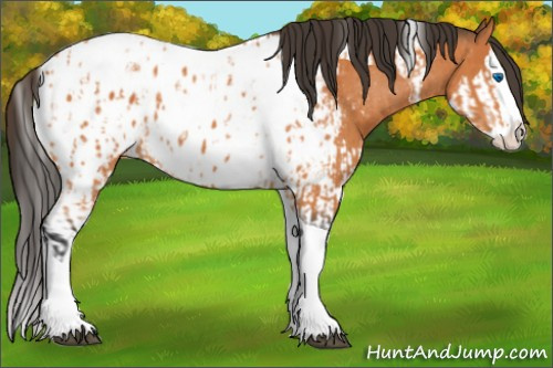 Horse Color:Bay Splash Tobiano Appaloosa  and Bay Splash Tobiano Appaloosa 
