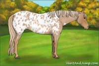 Horse Color:Red Roan Appaloosa 