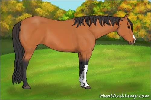 Horse Color:Bay 