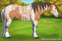 Horse Color:Bay Splash Tobiano Appaloosa  and Bay Splash Tobiano Appaloosa 