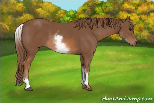 Horse Color:White Spotted Chestnut 