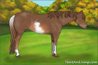 Horse Color:White Spotted Chestnut