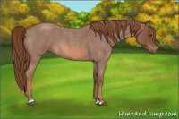 Horse Color:Red Roan 