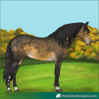 Horse Color:Buckskin 