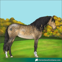 Horse Color:Buckskin Dun