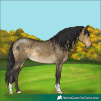 Horse Color:Buckskin Dun 