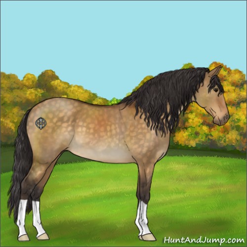 Horse Color:Buckskin Dun 