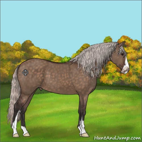Horse Color:Silver Brown Dun Sabino Appaloosa 