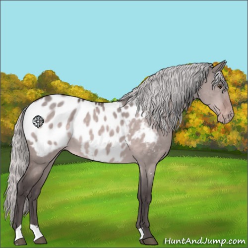 Horse Color:Platinum Silver Brown Dun Appaloosa 