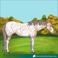 Horse Color:Bay Splash Tobiano Appaloosa  and Bay Splash Tobiano Appaloosa 