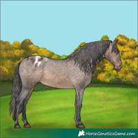 Horse Color:Brown Dun Appaloosa 