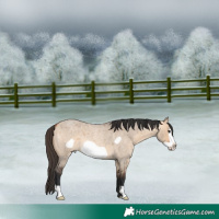 Horse Color:Bay Roan Dun Frame 