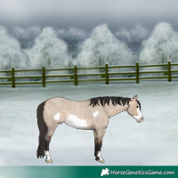 Horse Color:Bay Roan Dun Frame