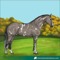 Horse Color:White Spotted Grullo