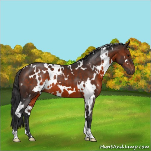 Horse Color:White Spotted Brown Mushroom