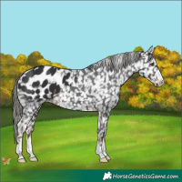 Horse Color:Liver Chestnut Mushroom Appaloosa