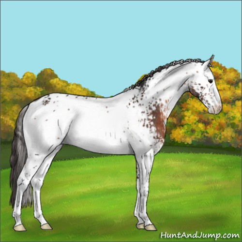 Horse Color:White Spotted Brown Mushroom Appaloosa 