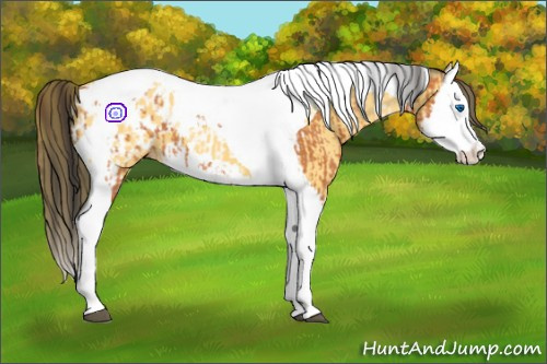 Horse Color:Bay Splash Tobiano Blanket and Buckskin Splash Tobiano Blanket