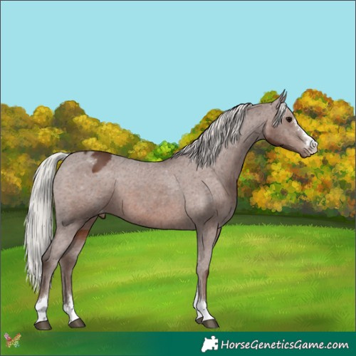 Horse Color:Silver Black Appaloosa 