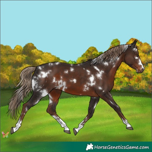 Horse Color:White Spotted Liver Chestnut 
