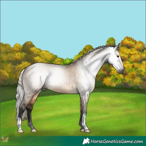 Horse Color:Gray Silver Brown Dun 
