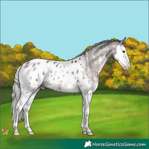 Horse Color:Silver Brown Dun Sabino Splash Appaloosa Brindle 