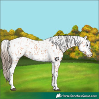 Horse Color:Bay Splash Tobiano Appaloosa  and Amber Champagne Splash Tobiano Appaloosa 