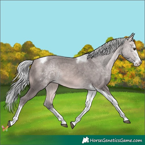 Horse Color:Platinum Silver Buckskin Splash Tobiano 