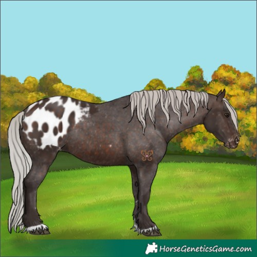 Horse Color:Silver Brown Appaloosa Rabicano