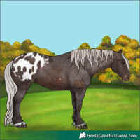 Horse Color:Silver Brown Appaloosa Rabicano 