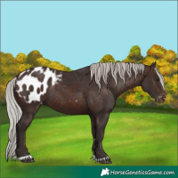 Horse Color:Silver Brown Blanket Rabicano