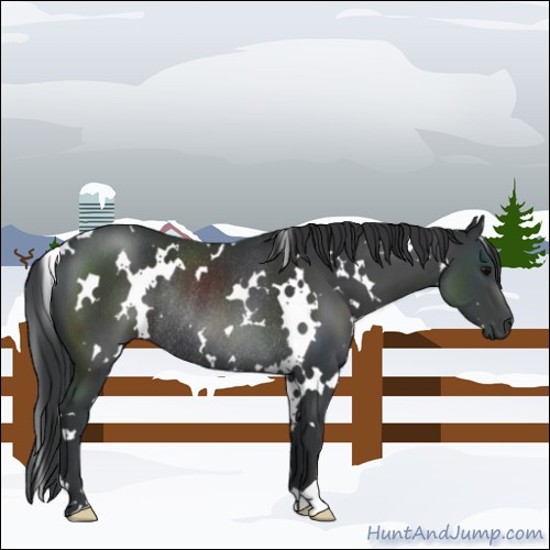 Horse Color:White Spotted Black Rabicano 