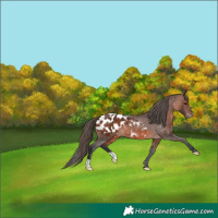 Horse Color:Brown Appaloosa 