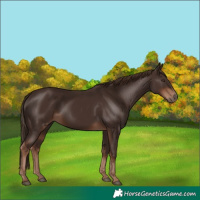 Horse Color:Liver Chestnut 