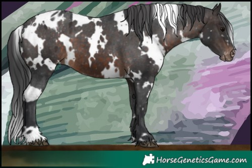 Horse Color:White Spotted Brown Appaloosa 